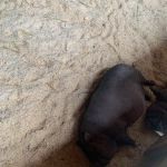 Das Gut Aiderbichl mehr als nur ein Gnadenhof Das Gut Aiderbichl mehr als nur ein Gnadenhof